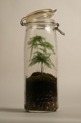 The Fern And Mossery Terrariums By Lucas Brancalion At Kitkadesigntoronto Com,Best Cheap Vodka For Cocktails