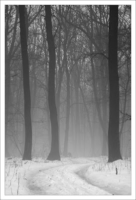 Туман в лесу за Высоким