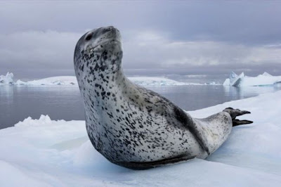 Гроза морей: морские леопарды Антарктики - фото 1