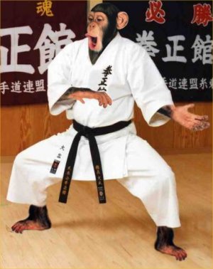fighting_karate_monkey-13078.jpg
