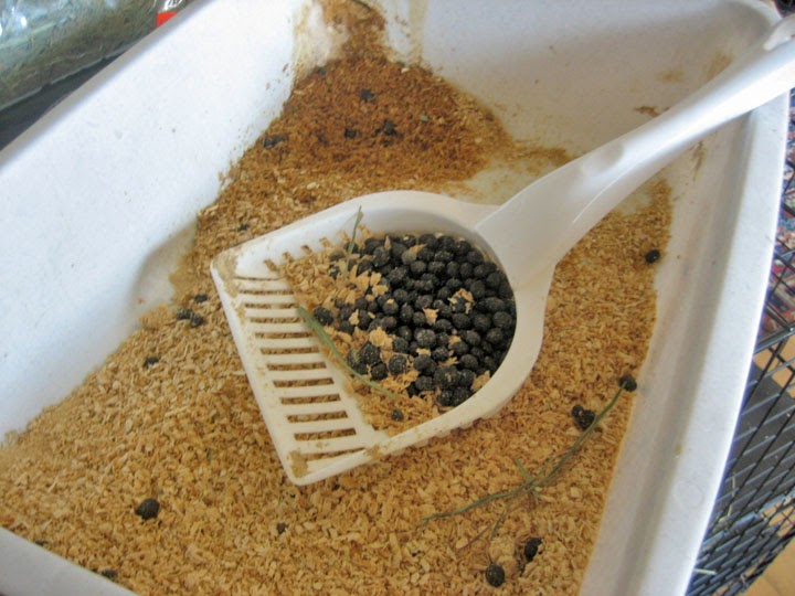 Homesteading in a Condo A Bunny Poop Circle of Life Photo Essay