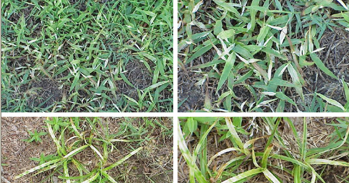 University of Delaware Cooperative Extension, Kent Co., Commercial Horticulture Information