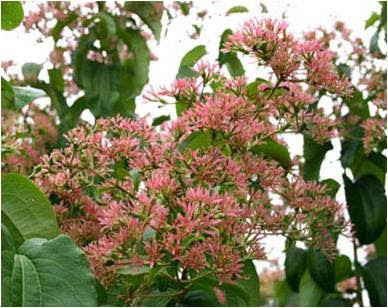 Down To Earth Questions 2012