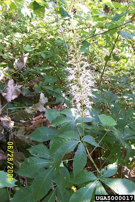 June Blooms In My Georgia Garden Bottlebrush Buckeye