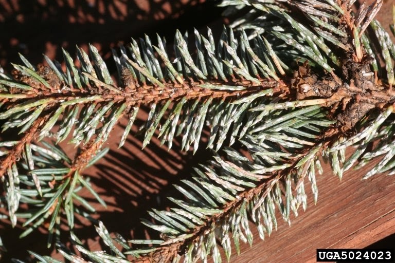 University of Delaware Cooperative Extension, Kent Co., Commercial