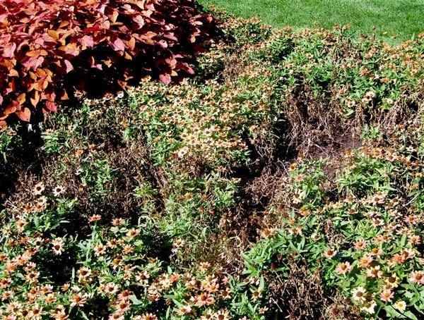 The Ultimate Hoya Care Guide Homestead Brooklyn