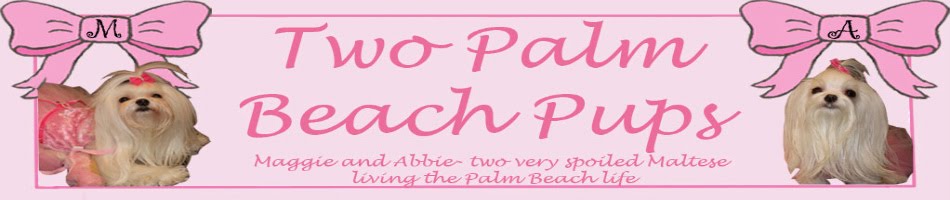 Two Palm Beach Pups