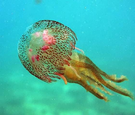 [jellyfish.jpg]