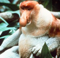 [Proboscis_Monkey.jpg]