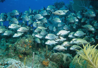 Shoal Of Fishes