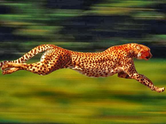 [Cheetah.jpg]