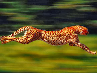 Cheetah