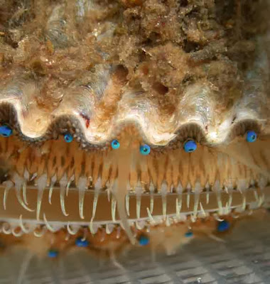 scallop eyes