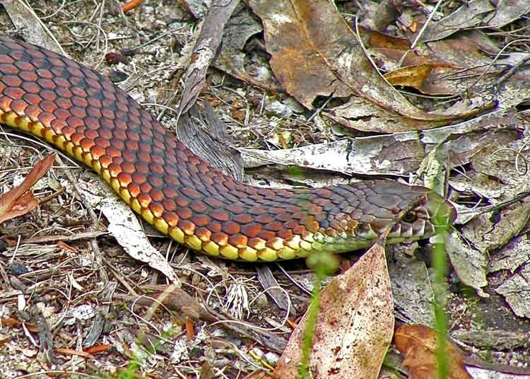 The Eastern Brown Snake of Australia is one of the world's deadliest snakes