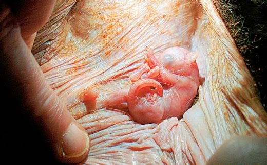 Embryotic_Animal_Pictures_12