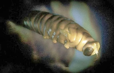 Embryotic_Animal_Pictures_13