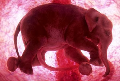 Embryotic_Animal_Pictures_10