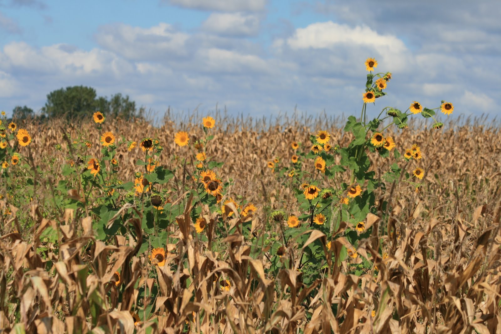 a Latte' with Ott, A plOTTing and planting sunflowers