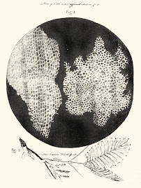 Observaciones microscópicas de Robert Hooke (1665)