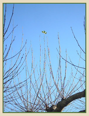leaf lonely tree resistance natacha colmez