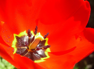 tulip natacha colmez