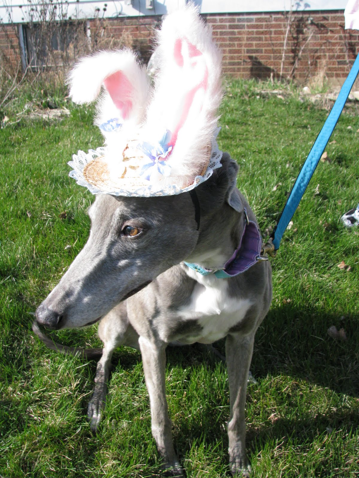 Tales and Tails Wordless Wednesday 3/31 In My Easter