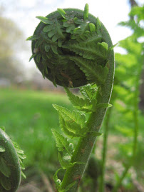 Fern
