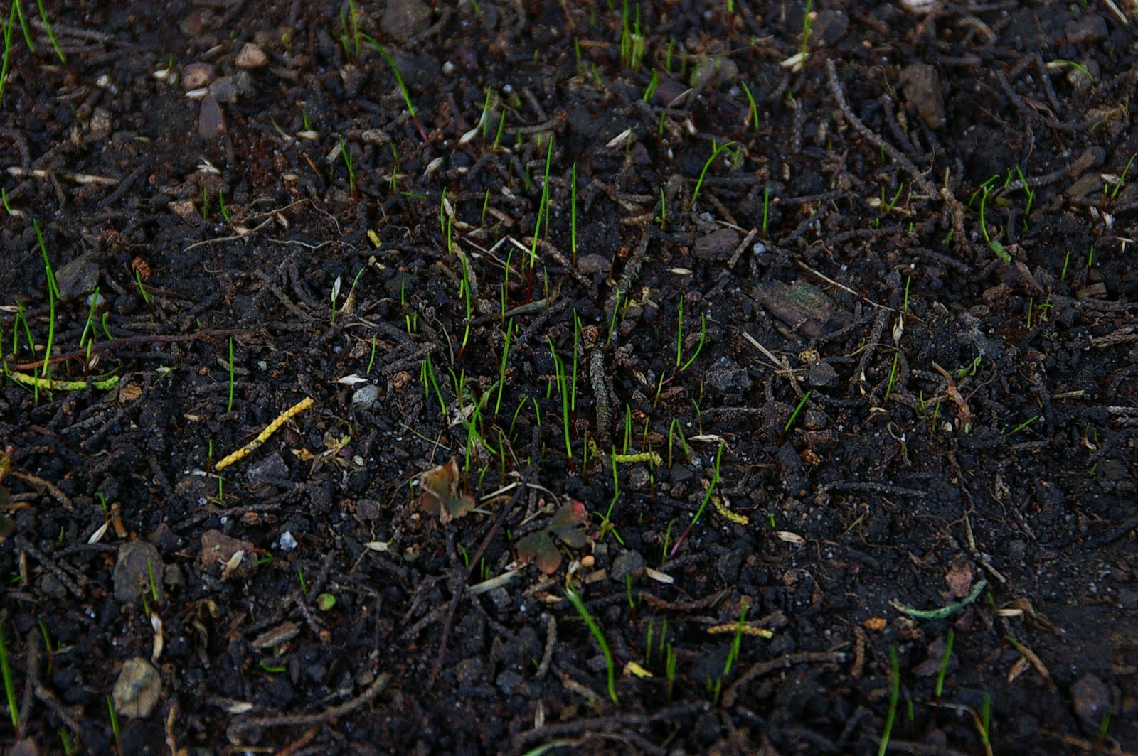 Grass Roots Crack New Yorks Concrete. . By Osborn Elliott; Osborn Elliott,