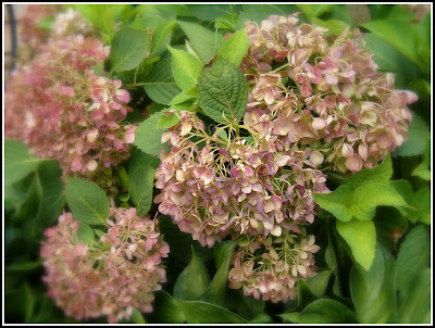 Pruning Your Old Wood Flowering Hydrangeas