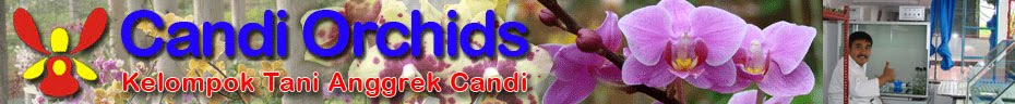 candi orchid, promo anggrek semarang