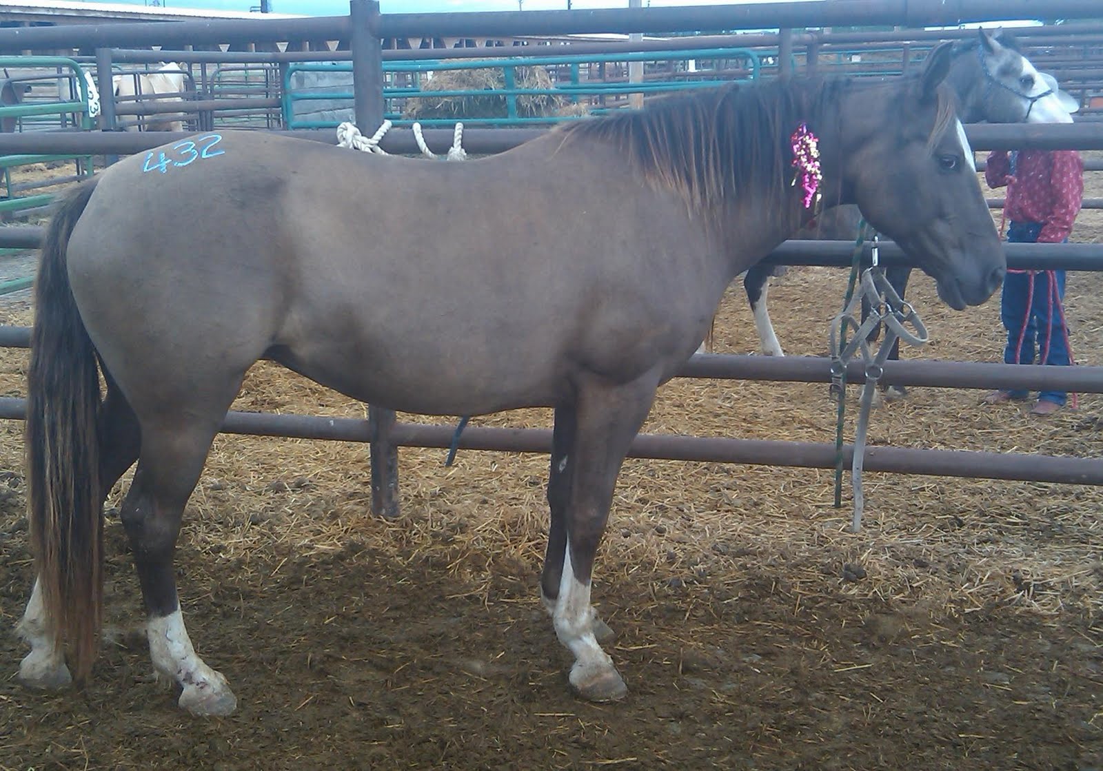 Blue Creek Quarter Horses Blue Creek Quarter Horses &... Ponies?