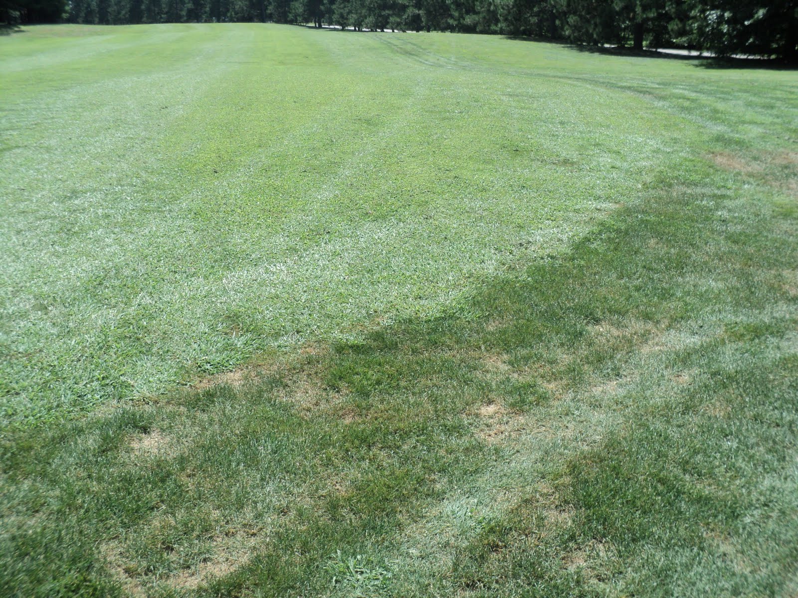 Mk's Bull's Eye Greens Blog *&&!!! CRABGRASS!