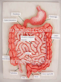 maqueta escolar de los intestinos sobre base de madera