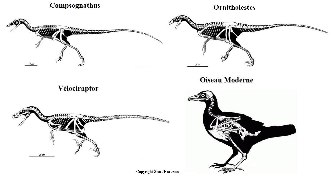 Dinosaurs.JPG