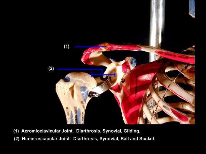 The View From 312 Feet: The Shoulder Bone's Connected to the Collar