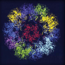 PARTICULAS SIMILARES AL VIRUS OBTENIDAS DE LA PROTEÍNA L1 DEL VPH 16