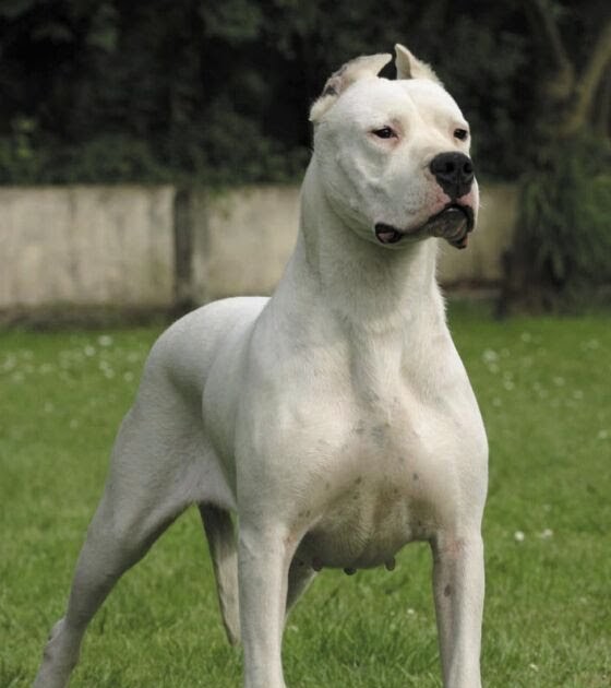 El rescate09 Razas de PerroDOGO ARGENTINO