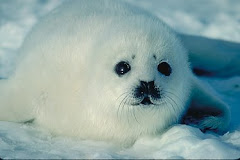 A-dor-able seal