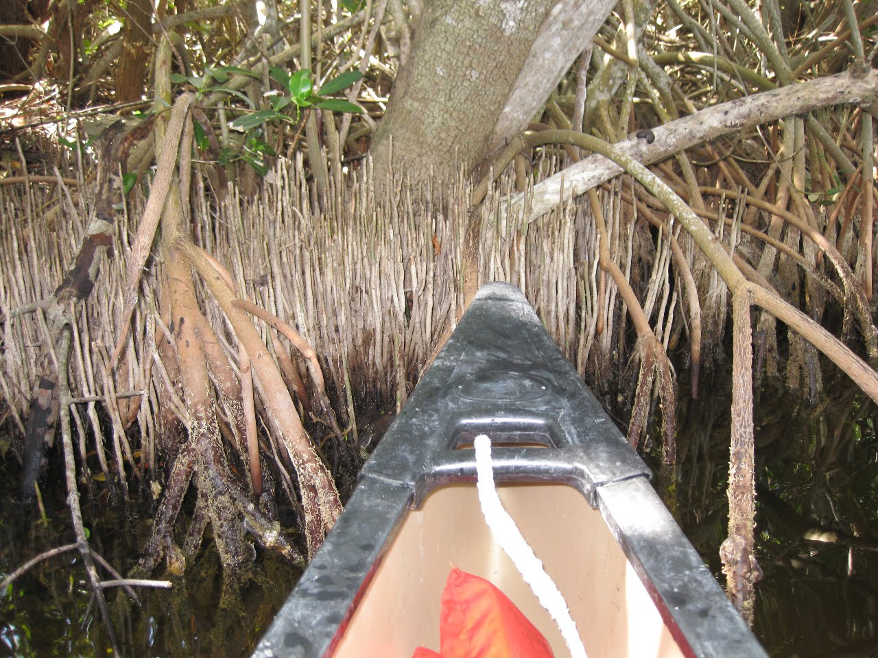 The Dynamic Earth Modern Mangroves