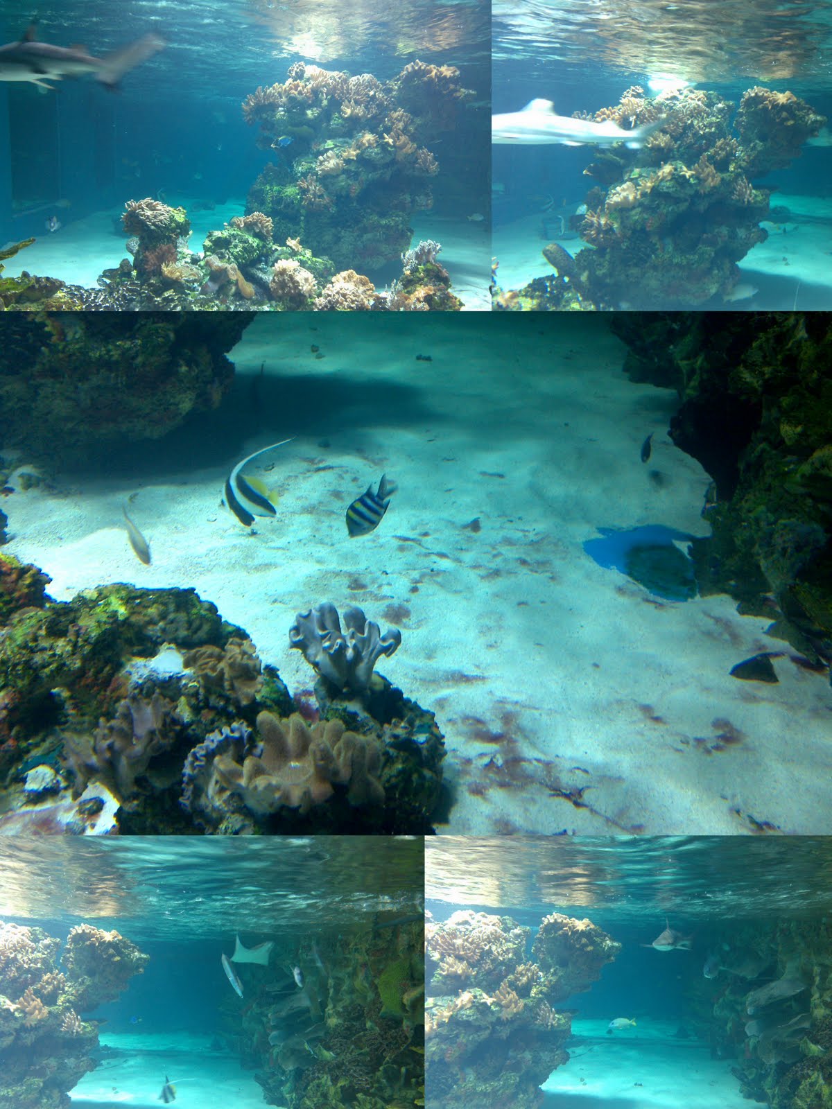 [hajakvarium+mars.jpg]