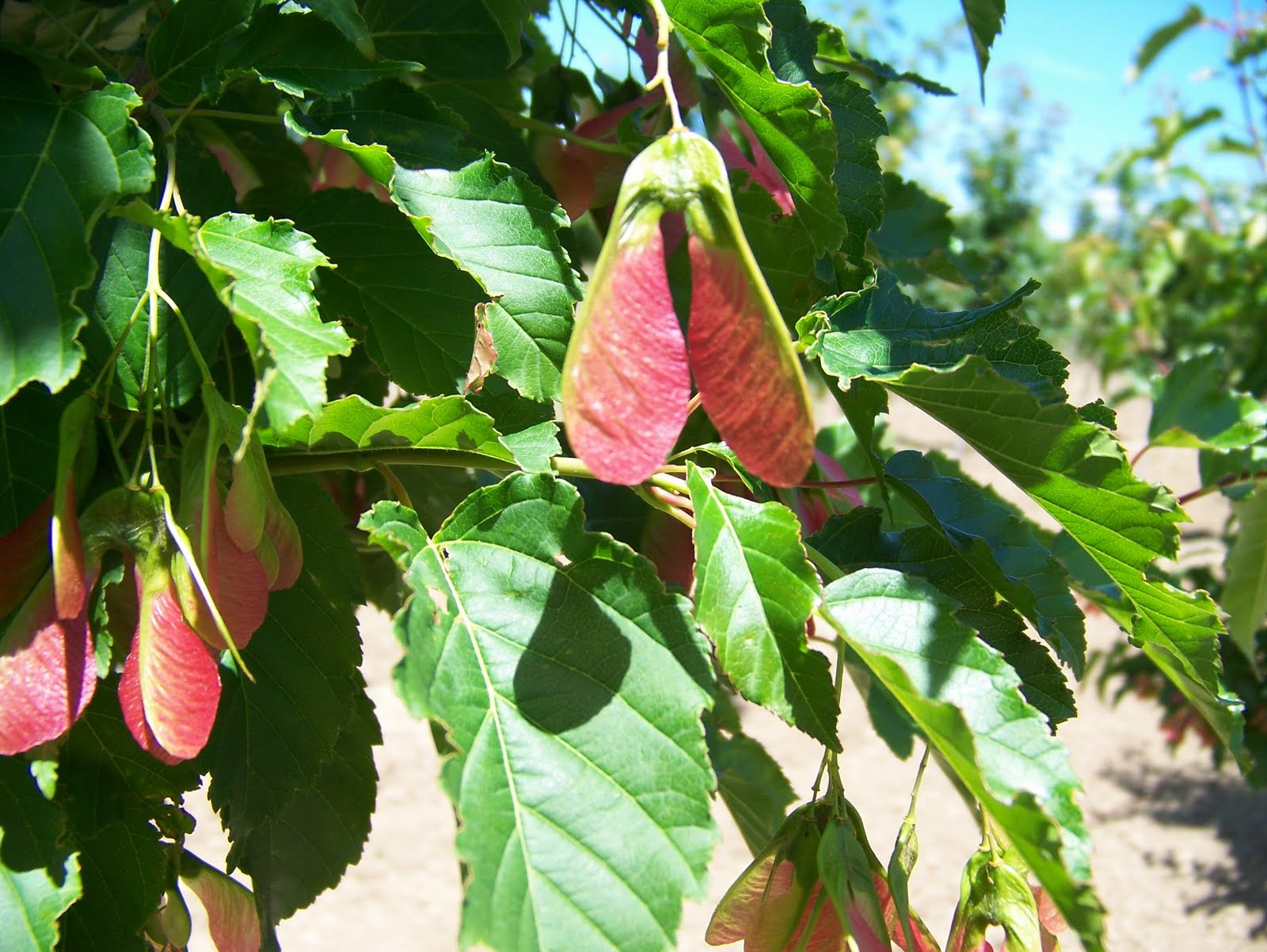 Hall's Nursery News ‘Ruby Slippers’