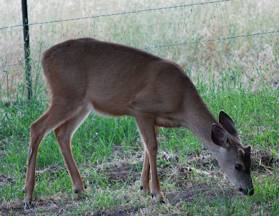 same sex mule deer behavior guy fuck girl in hot tub hard