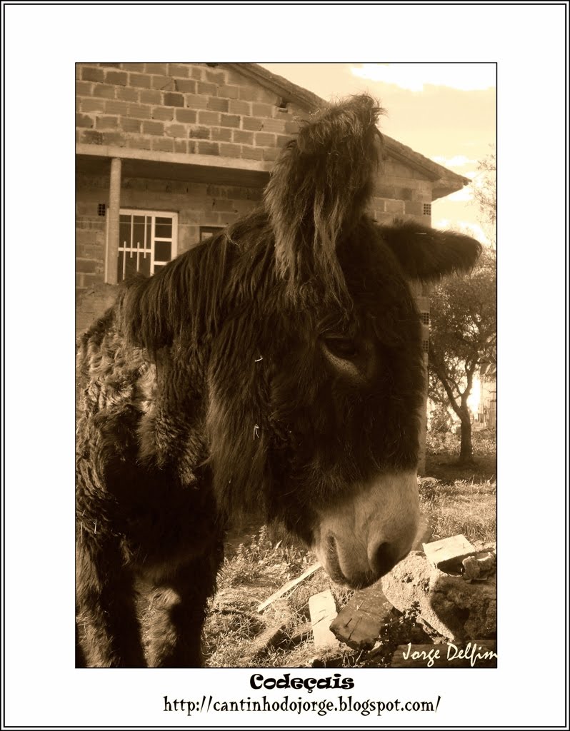 [Codeçais+-+Burro+1.jpg]