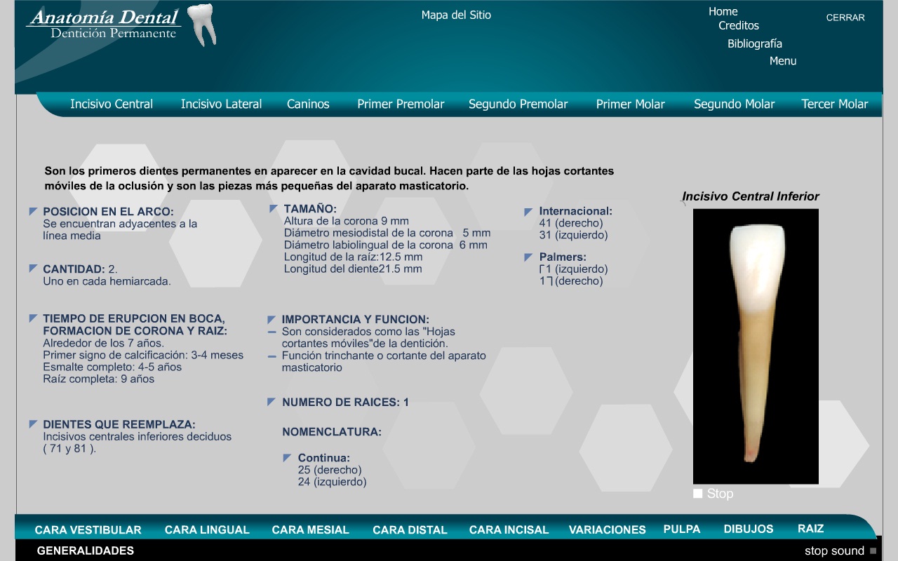 Anatoma Dental para estudiantes del primer ao de la