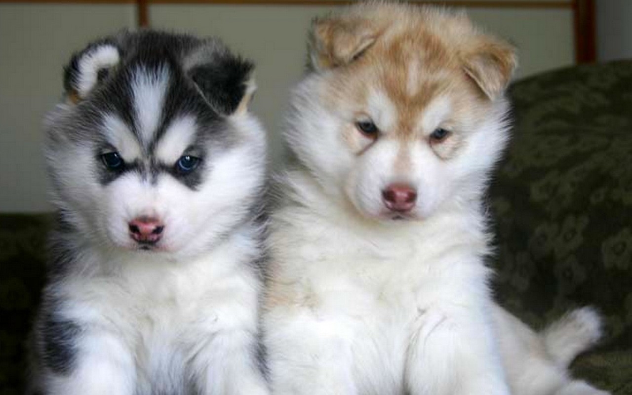 Dog Breed Gallery: Siberian Husky Family Dogs