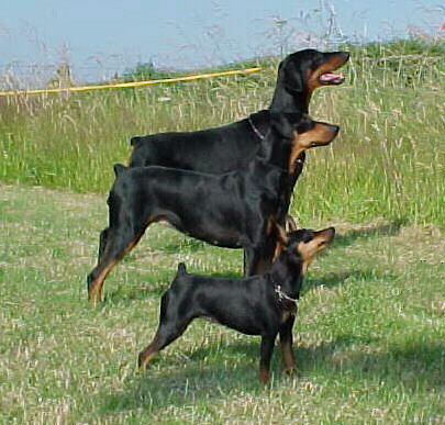miniature doberman