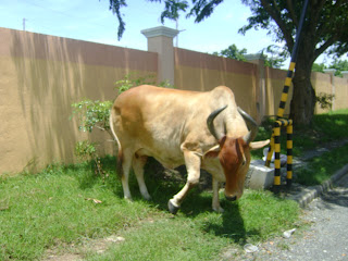 cows homes muntinlupa