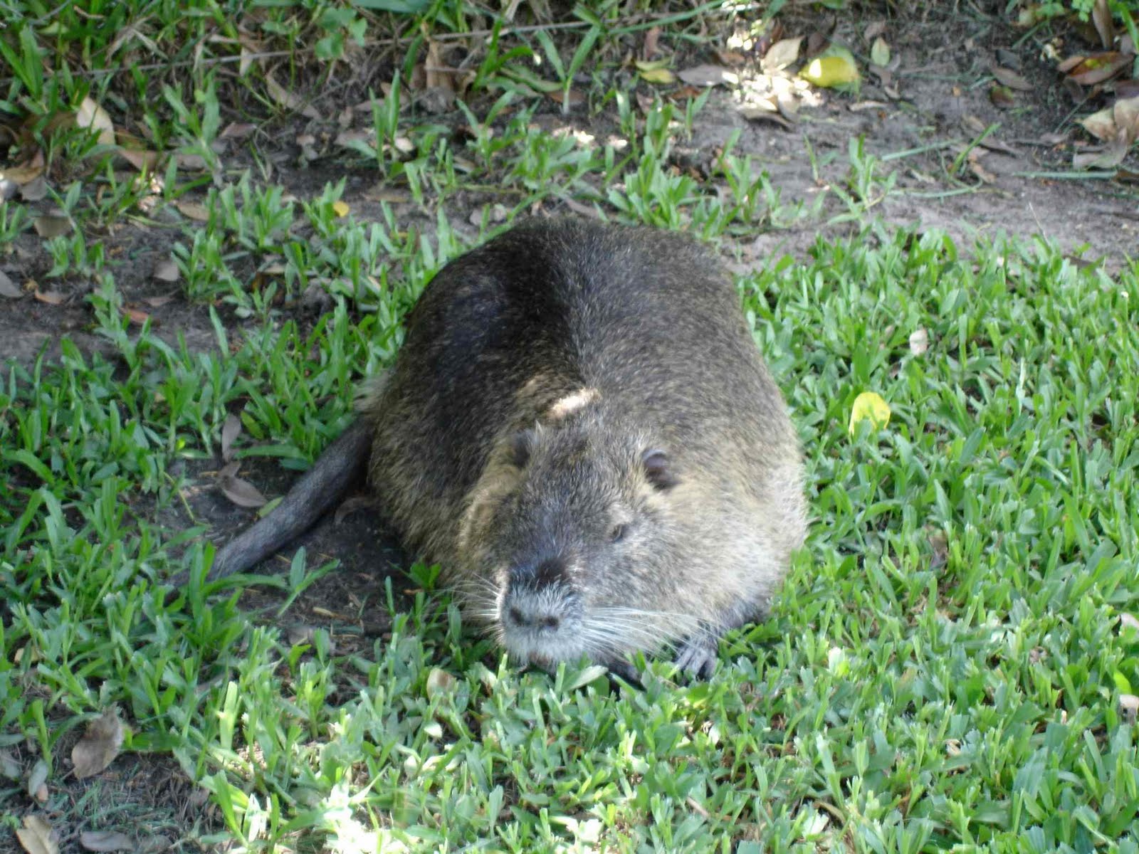 [Nutria+uno.jpg]