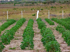 CULTIVO DE YUCA