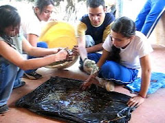 concentrados para gallinas de campo